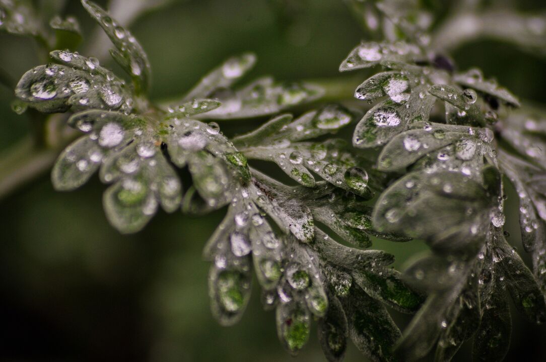 Wormwood plant to treat fungus